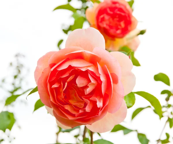 Rosa Ros — Stockfoto