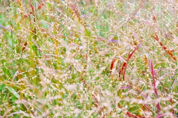 Abstracto naturaleza fondo hierba — Foto de Stock