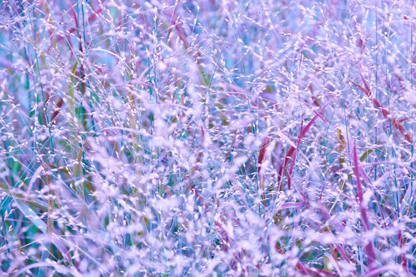 Tónovaný abstraktní pozadí trávy — Stock fotografie