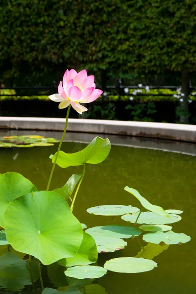 Lotus blomma blomma i poolen — Stockfoto