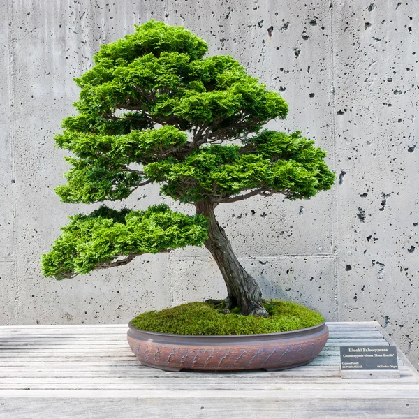 Bonsai tree op display — Stockfoto