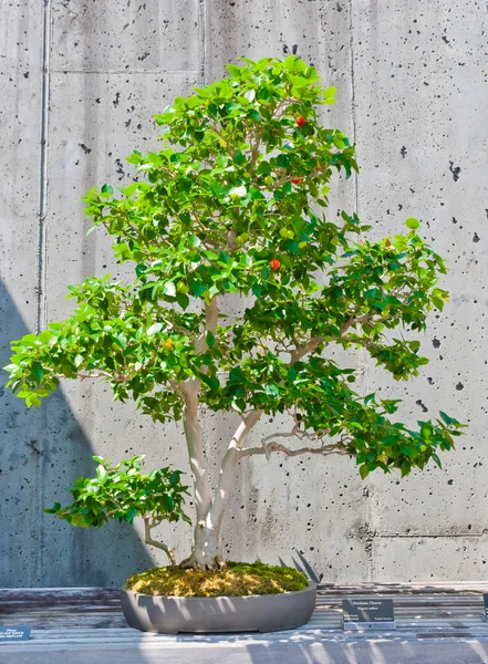 Bonsai tree on display — Stock Photo, Image