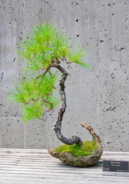 Árbol de Bonsai en exhibición —  Fotos de Stock