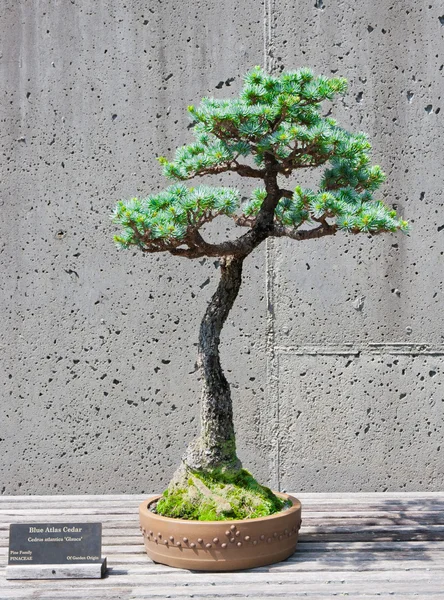 Bonsai tree op display — Stockfoto
