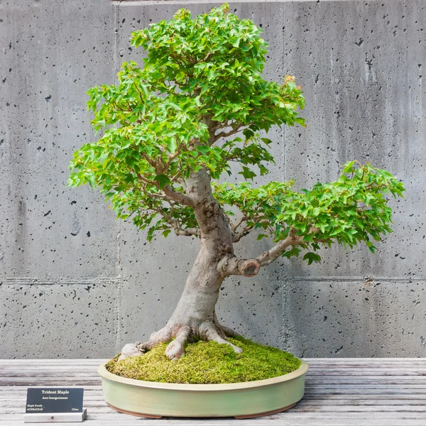 Bonsai tree op display — Stockfoto