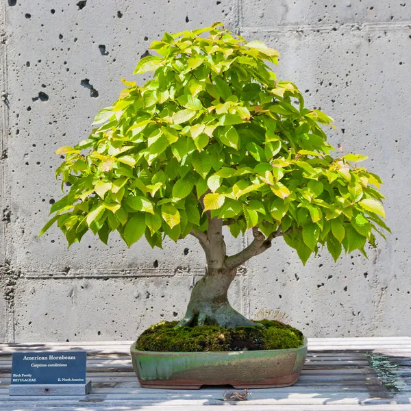 Árbol de Bonsai en exhibición — Foto de Stock