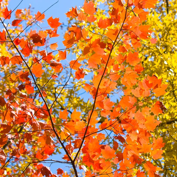 Weelderig kleurrijke herfst loof — Stockfoto