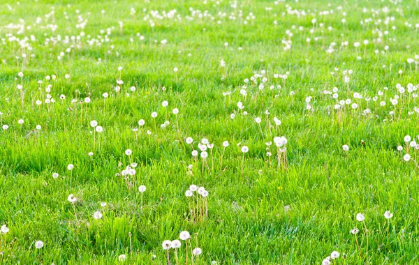 Gebied van paardebloemen op platteland. — Stockfoto