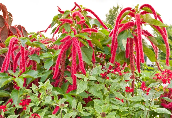 Amaranthus bloemen — Stockfoto