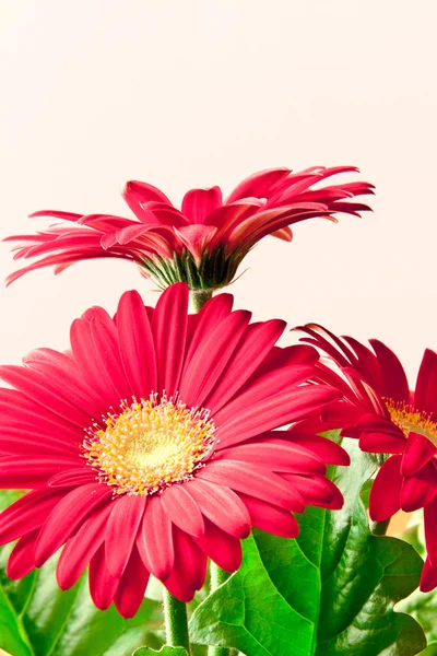 Röd gerbera daisy blommor. — Stockfoto