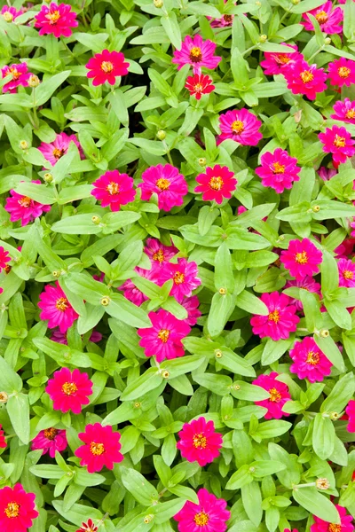 Flores de Zinnia —  Fotos de Stock