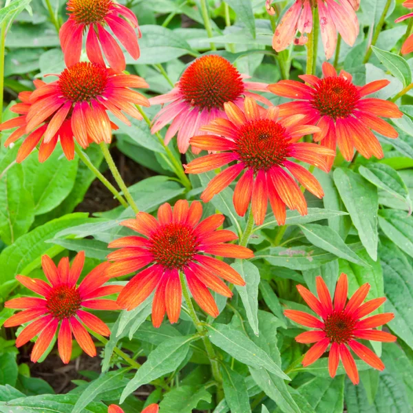 Red echinacea flowers — Stock Photo, Image