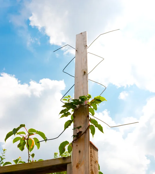 Hausgemachte digitale Outdoor-TV-Antenne. — Stockfoto