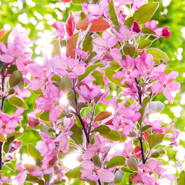 Květy jara pozadí — Stock fotografie