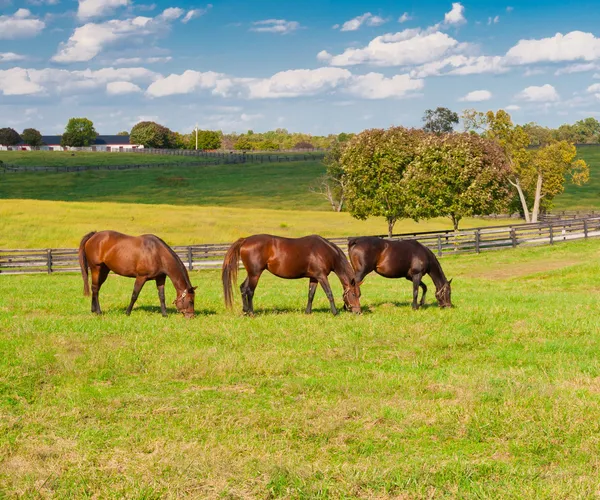 Horses at horse farm — Stock Photo, Image