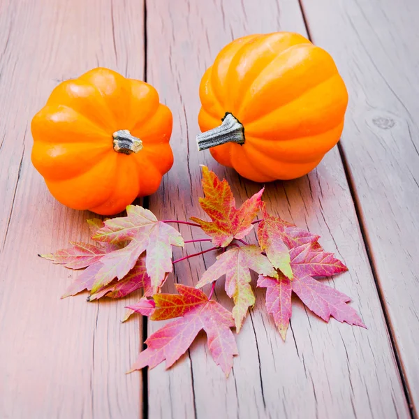 Acorn squash — Stock Photo, Image