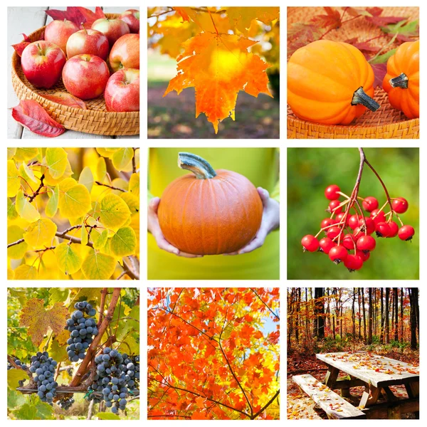 秋のコラージュ — ストック写真