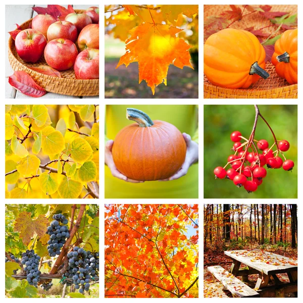 Herbstcollage — Stockfoto