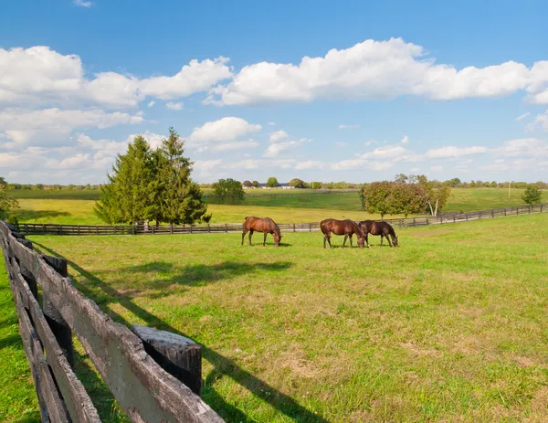 Лошади на конной ферме Стоковая Картинка