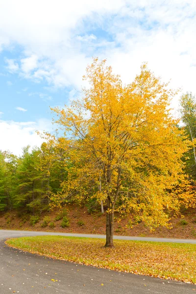 Herbstbaum — Stockfoto