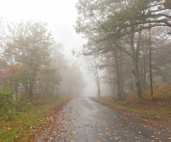 Road in the foggy forest. — Stock Photo, Image