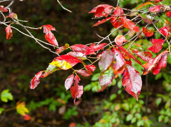 Boomtak met herfstbladeren. — Stockfoto