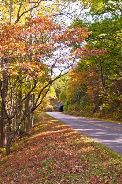 Estrada e um túnel na floresta de outono . — Fotografia de Stock