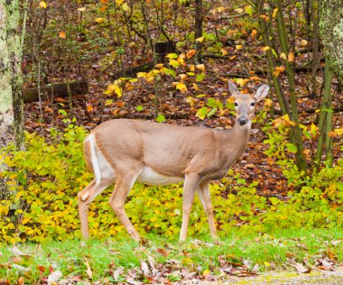 sonbahar ormandaki Whitetail Geyik