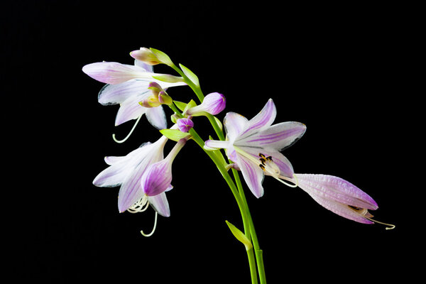 Hosta flowers and buds