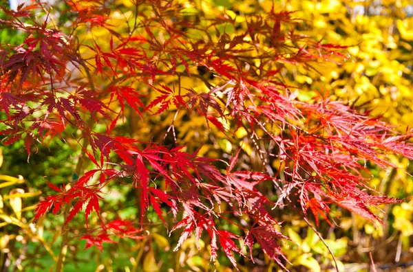 Natuurlijke herfst achtergrond. — Stockfoto