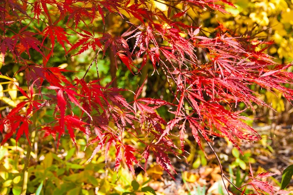 Sfondo autunno naturale. — Foto Stock