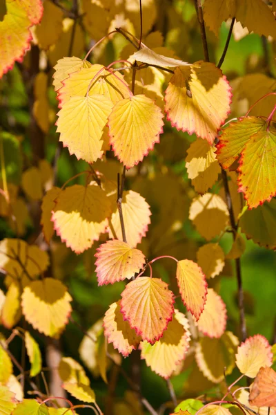 Fond d'automne naturel. — Photo