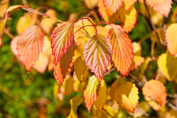 Natuurlijke herfst achtergrond. — Stockfoto