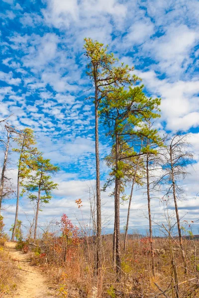 Höga tallar i höst bergskog — Stockfoto