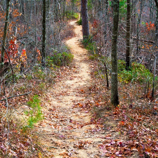 Caminho na floresta de outono — Fotografia de Stock