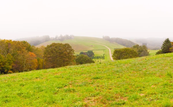 霧の日に田舎. — ストック写真