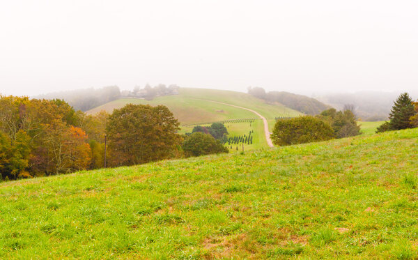 Countryside at foggy day.