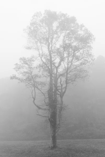 A árvore no nevoeiro — Fotografia de Stock
