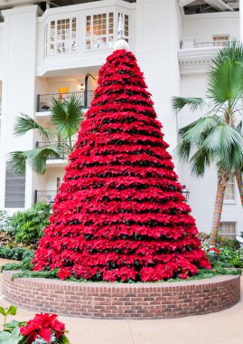 Noel ağacı şeklinde kırmızı poinsettias çiçek.