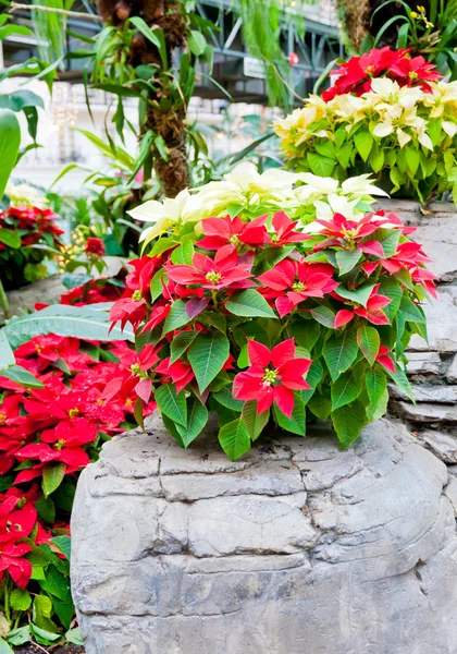 Poinsettias rojas y blancas, flores de Navidad —  Fotos de Stock