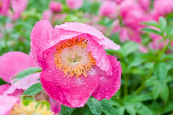 Peonía rosa coral en el jardín . —  Fotos de Stock