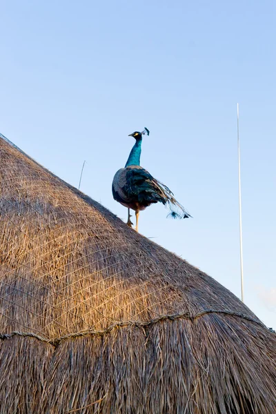 Peacock on a roof at tropical resort. — Stock Photo, Image