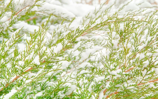 Śnieg zimą dzień naturalnego tła — Zdjęcie stockowe