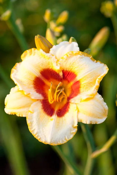 Day Lily in garden — Stock Photo, Image