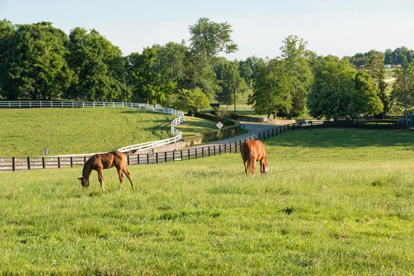 Pferde auf dem Pferdehof. Landschaft auf dem Land. — Stockfoto