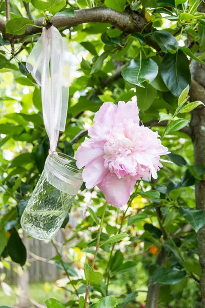 Rosa pion blommor i en glasburk. — Stockfoto