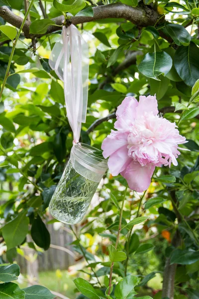 Rosa pion blommor i en glasburk. — Stockfoto
