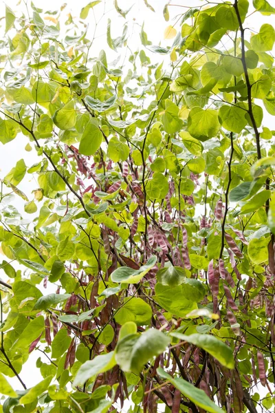 Closeup of redbud tree with seeds. — Stock Photo, Image