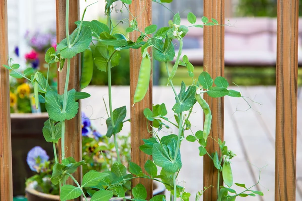 Green pea plants growing in a garden — Stock Photo, Image