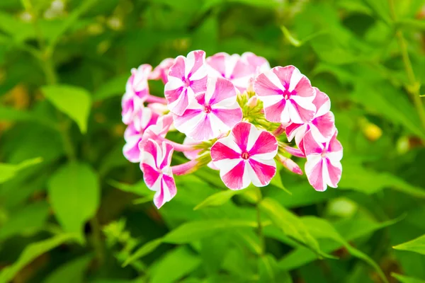 Roze en witte phlox bloem. — Stockfoto